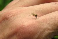 cara menolak dan menghindari gigitan nyamuk