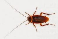 cara praktis mengusir kecoa dari rumah