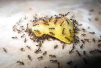 cara menghilangkan dan mengusir semut dari rumah