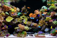 cara membuat aquarium air laut cara membuat aquarium air laut