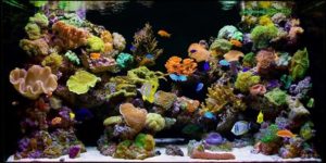 cara membuat aquarium air laut