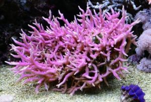 coral untuk membuat aquarium air laut