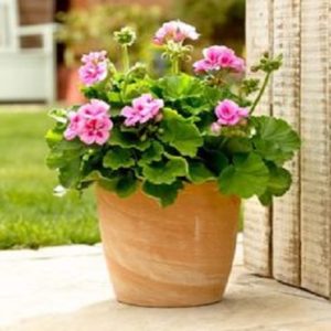 tanaman pengusir nyamuk geranium