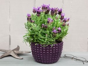 bunga pengusir nyamuk lavender