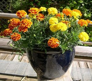 Bunga Pengusir Nyamuk Marigold
