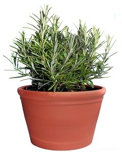 Rosemary dalam Pot (statebystategardening.com)