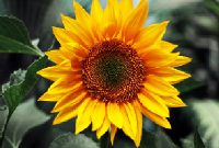 cara menanam bunga matahari