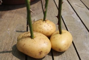 cara menanam bunga mawar stek di kentang