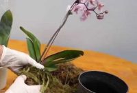 cara merawat tanaman anggrek cara merawat tanaman anggrek