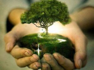 menanam pohon cara mencegah pemanasan global