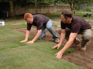 cara menanam rumput alami