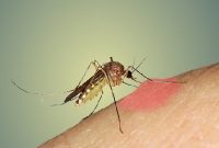 cara mengatasi gatal bekas gigitan nyamuk