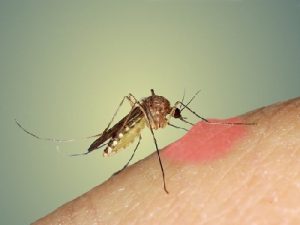 cara mengatasi gatal bekas gigitan nyamuk
