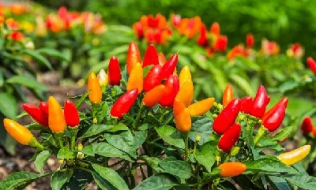 cara menanam cabe rawit di pot dan polybag