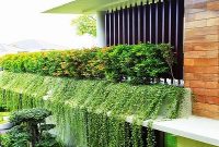 cara menanam tanaman rambat lee kuan yew